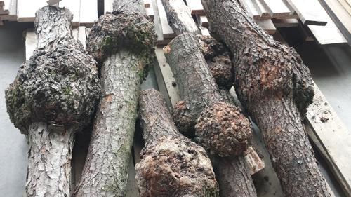 Hickory Burls