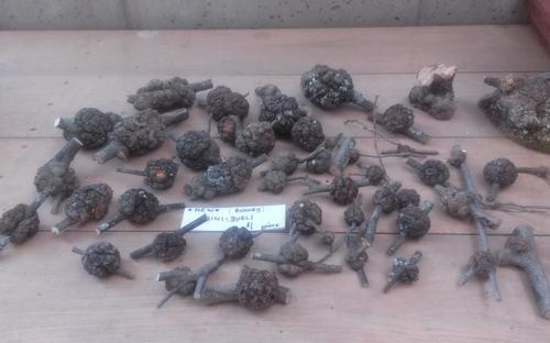 Mini Burls