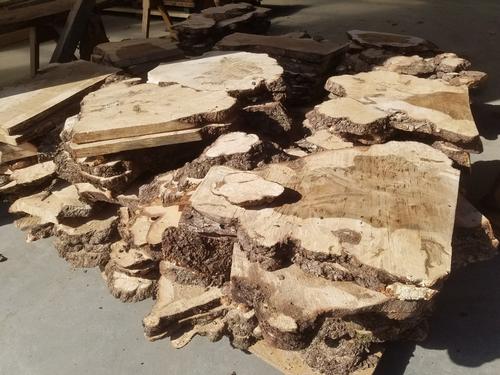 Maple Burl Cookies all sawn and ready to dry